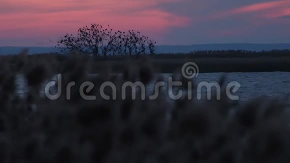 一群鸟栖息在美丽夕阳背景上的树视频的预览图