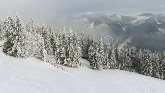 冬季云杉和松林白雪覆盖的树木视频的预览图