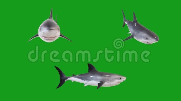 游泳鲨鱼运动图形绿色屏幕背景视频的预览图