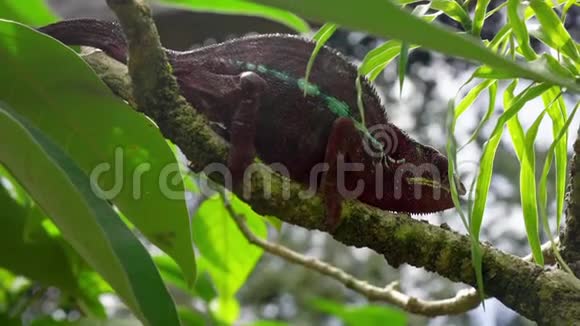 深棕色紫色帕森变色龙卡鲁玛帕森坐在树枝上这种物种是马达加斯加热带雨林特有的视频的预览图