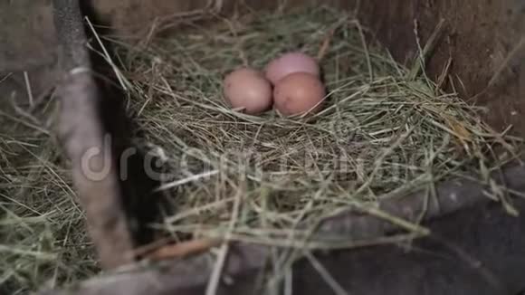 三个蛋在一个草窝里窝里的鸡蛋视频的预览图