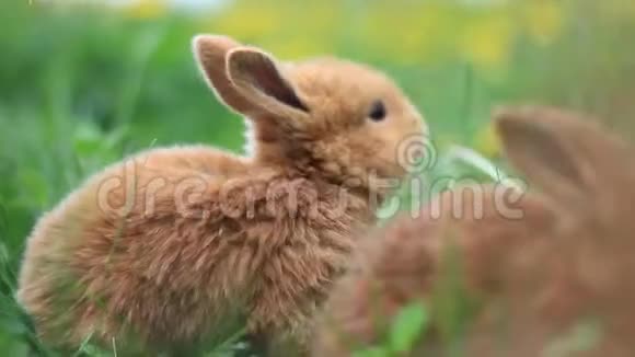 可爱的红兔吃春草视频的预览图