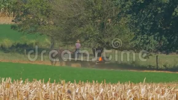 阿米什家庭农场收获它玉米作物视频的预览图