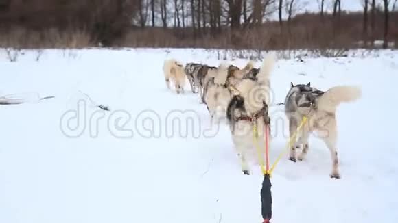 一群爱斯基摩人把雪橇绑起来视频的预览图