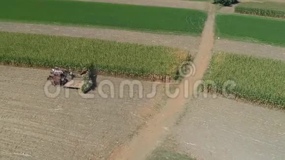 在阳光明媚的秋日收获玉米作物阿米什家庭农场的鸟瞰图视频的预览图