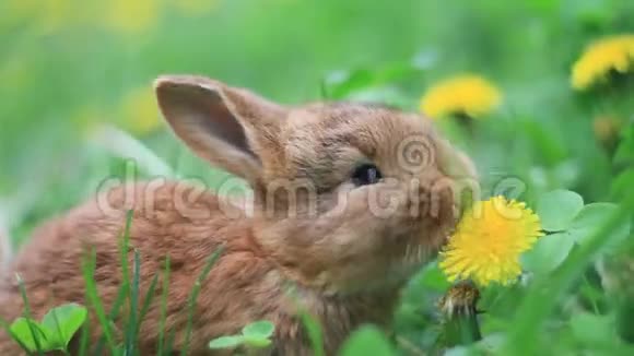 蓬松可爱的兔子吃蒲公英的花视频的预览图