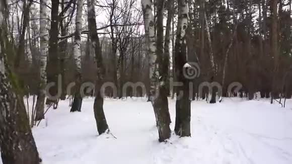 冬天的森林桦树是一个人光明白天视频的预览图