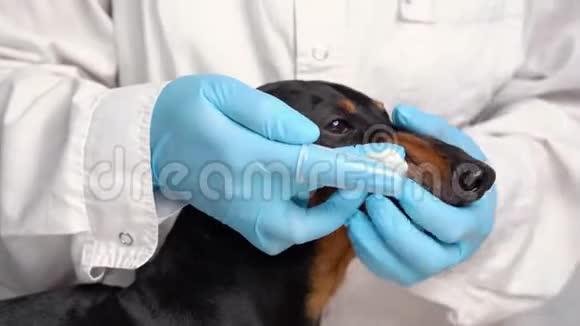 兽医用带牙刷的蓝手套检查正在灰色背景前刷牙兽医视频的预览图