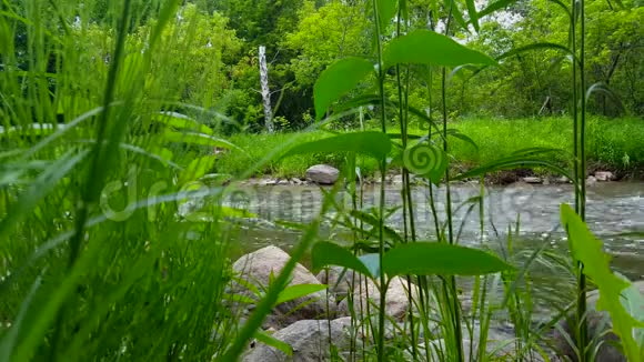 最后的运动时间流逝快速流动的河流周围的郁郁葱葱的青草在夏天背景河流绿色视频的预览图