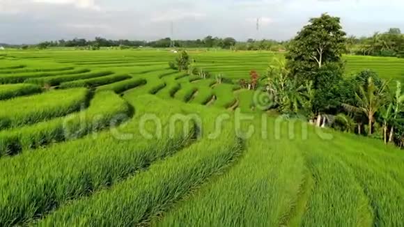 一架无人机飞过印度尼西亚巴厘岛的水稻种植园视频的预览图