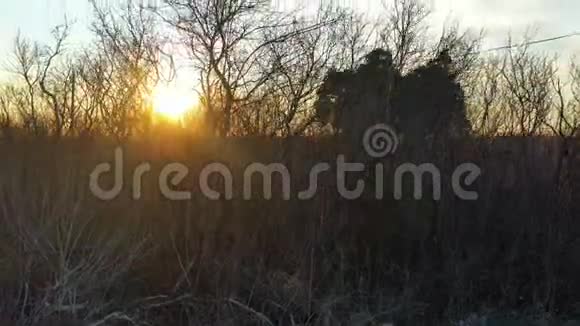 日落全景在田野无人机射穿树枝视频的预览图