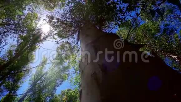 巨大的树在森林和阳光下视频的预览图