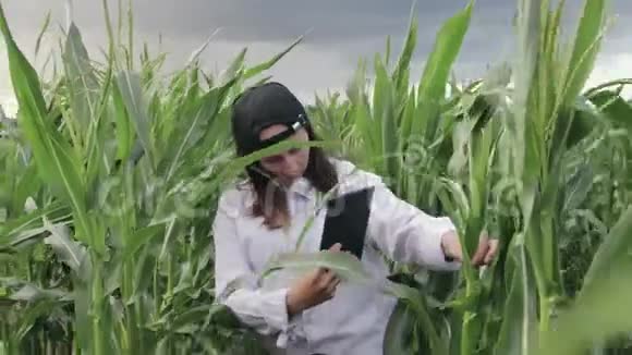 农学家手里拿着一块药片沿着玉米地散步检查庄稼的概念视频的预览图