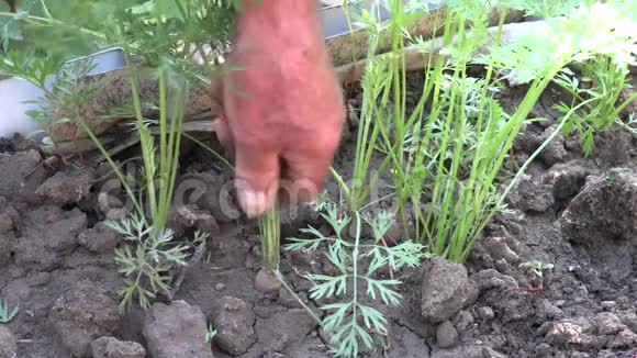 高级农夫从地上拉胡萝卜的手视频的预览图