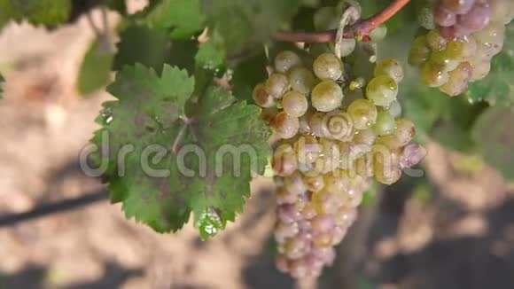 葡萄藤上的一串白葡萄用来准备白葡萄酒视频的预览图