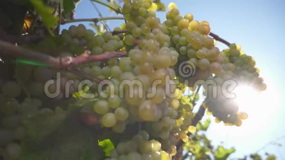 一串葡萄葡萄藤上的白葡萄酿造白葡萄酒的葡萄酒上的熟葡萄视频的预览图