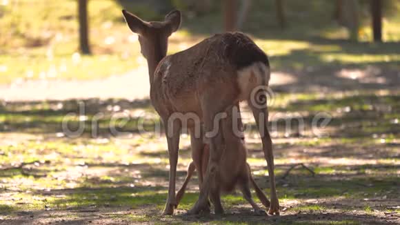 日本奈良公园4k的奈良幼鹿喂养视频的预览图