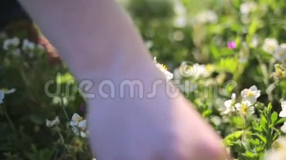 一个女人收集野生草莓花并把它们放在袋子里镜头从花到包替代草药视频的预览图