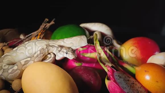 异国水果和球蟒视频视频的预览图