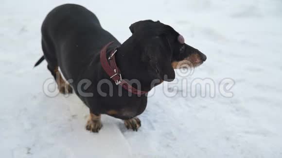 狗在雪地上环顾四周视频的预览图