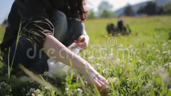 一个女人收集野生草莓花并把它们放进袋子里闭合背景是一片草地和背包视频的预览图