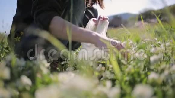 一个女人收集野生草莓花并把它们放在袋子里背景中一片草地和山脉替代办法视频的预览图