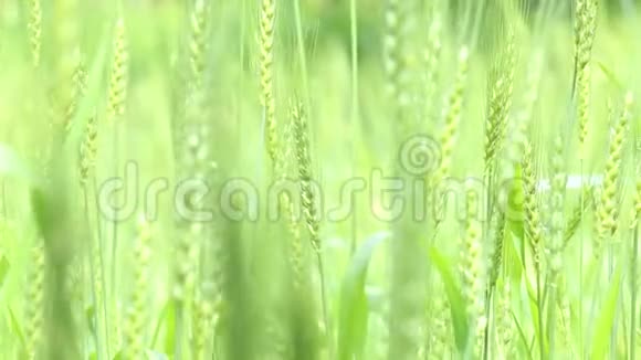 绿色小麦农业作物田视频的预览图