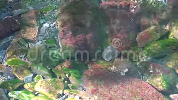 阳光明媚的哈兹山水面下有藻类的苔藓岩视频的预览图
