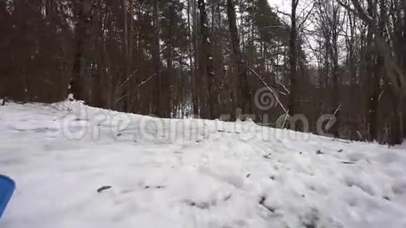 来自高山雪猫春天白桦林地面可见视频的预览图