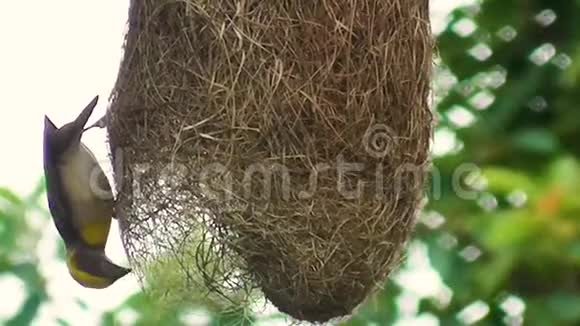 可爱的印度黄织女麻雀鸟高高挂在树上建造一个美丽的巢穴视频的预览图