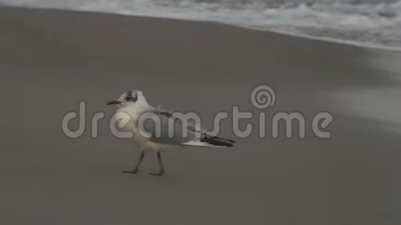 海鸥在潮湿的沙子上视频的预览图