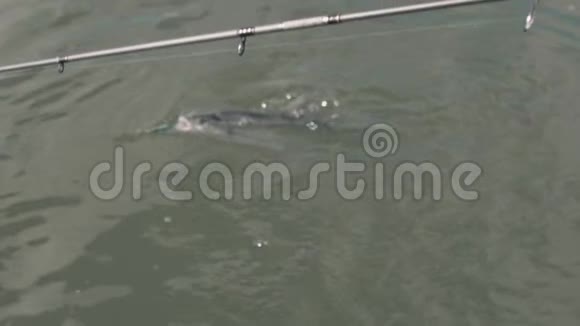 一个垂钓者把捕食的鱼拉在旋转中动作缓慢视频的预览图