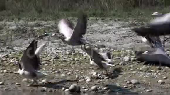 酒吧头雁飞于赤湾国家公园视频的预览图