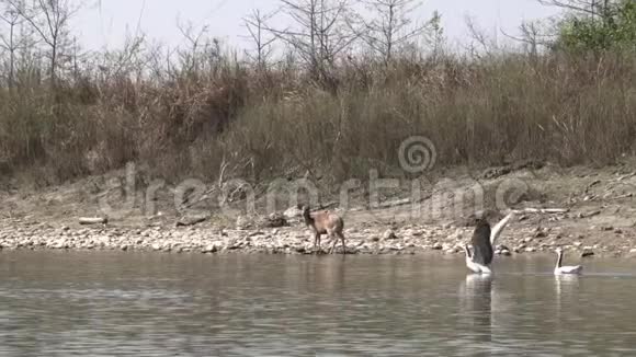 一只鹿在河边饮水酒吧头雁飞翔视频的预览图