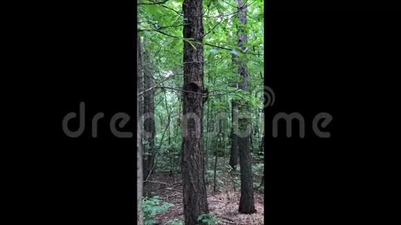 两只疯狂的松鼠在树上奔跑视频的预览图