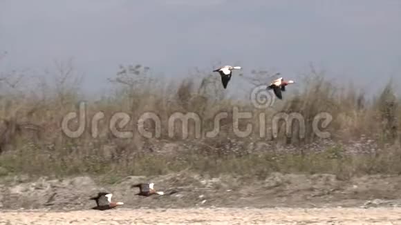 在赤湾国家公园里飞行视频的预览图
