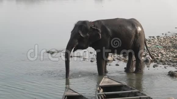 大象在慢动作中洗澡视频的预览图