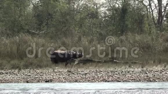 奇湾国家公园一只角犀牛视频的预览图