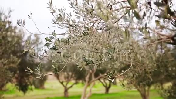 橄榄树树枝上有绿色橄榄视频的预览图