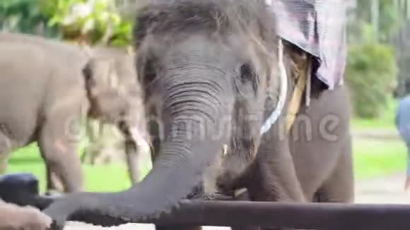 一只大象站在篱笆后面正在和游客一起玩动物园嘴巴闭起来视频的预览图