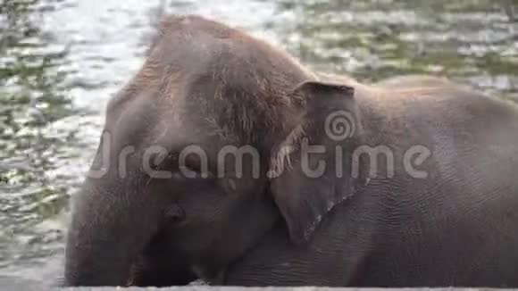 大象洗澡亚洲野生动物园嘴巴闭起来视频的预览图