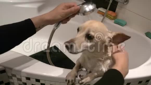 洗个澡的漂亮狗视频的预览图