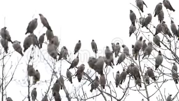 成群的野鸟坐在树枝上视频的预览图