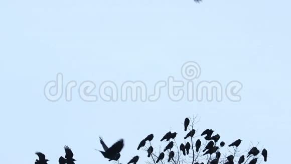成群的黑鸟飞翔坐在一棵慢动作的树上视频的预览图
