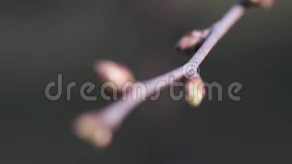 春天的花蕾视频的预览图