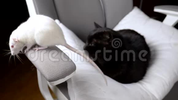 黑猫和白鼠一起坐在房子的一张椅子上视频的预览图