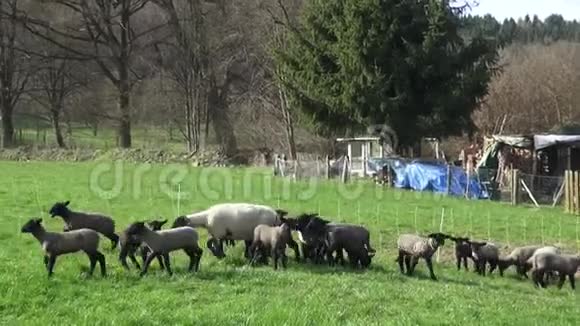 羊仍然焦急地站在一起但跟着老羊去牧场视频的预览图