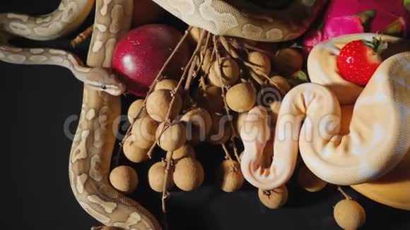 拍摄新鲜的异国水果和球蟒视频的预览图