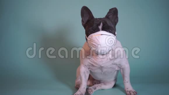 带蓝色背景防护面罩的法国斗牛犬视频的预览图