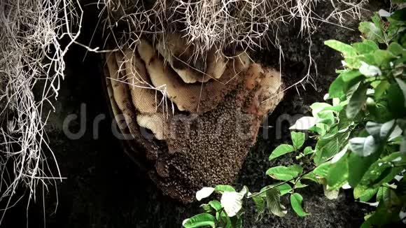 洞穴屋顶上挂着蜜蜂的野蜂窝视频的预览图